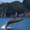Can you catch the expression of the whale? humpback-whale-1984341_1920